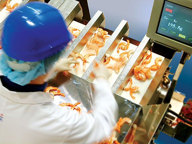 FFW-operation-shrimps